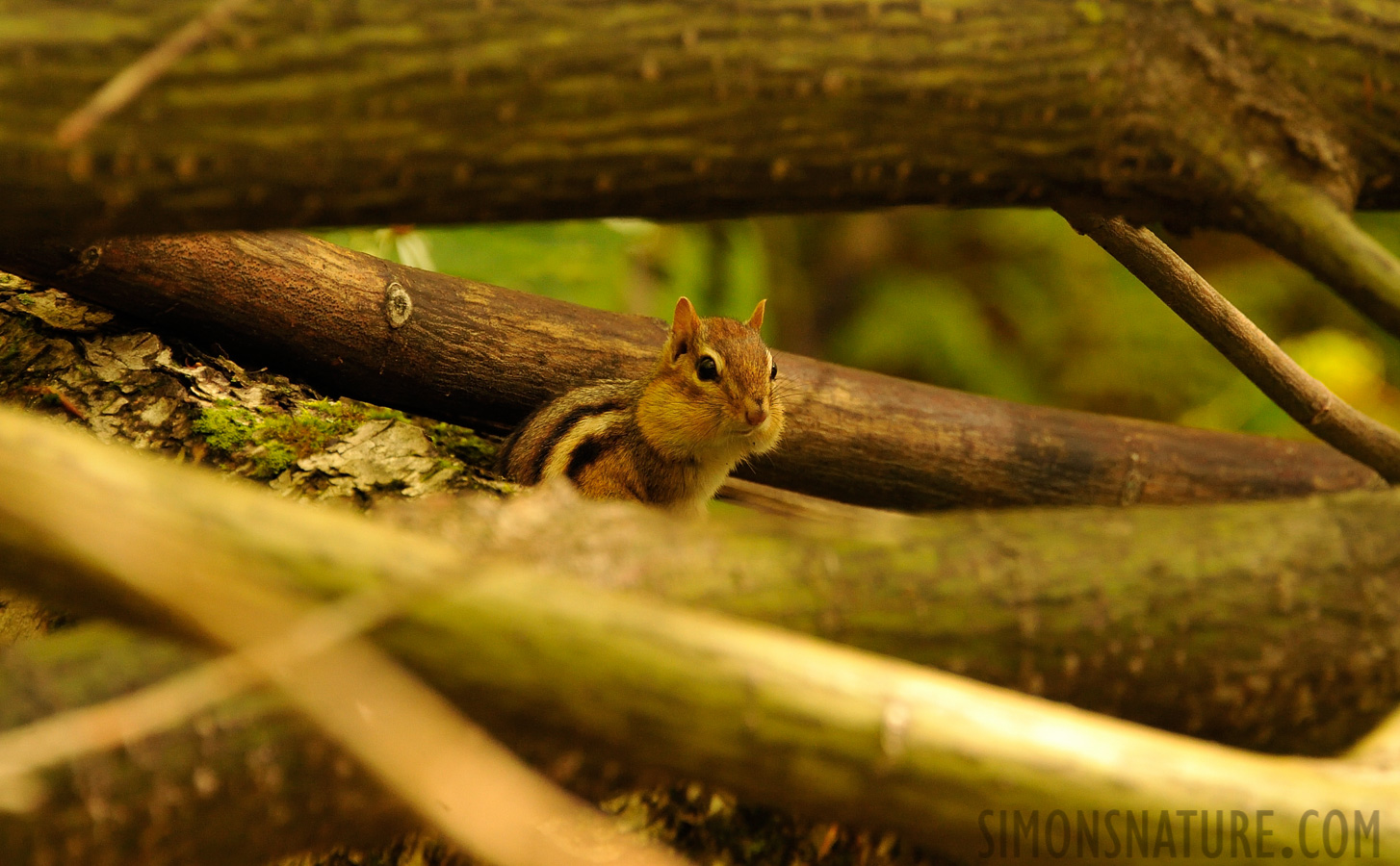 Tamias striatus lysteri [300 mm, 1/200 sec at f / 6.3, ISO 1600]